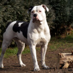 Buldog american