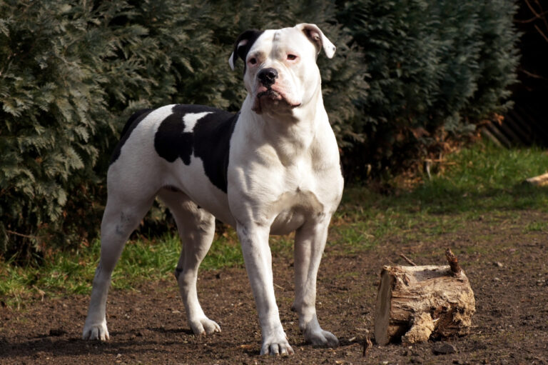 Bouledogue Américain