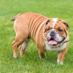 Bulldog Englez
