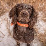 Boykin Spaniel