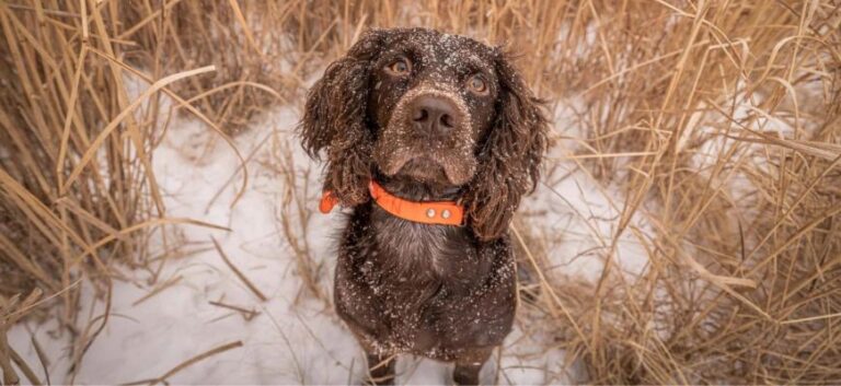 Boykin spaniel