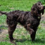Boykin Spaniel