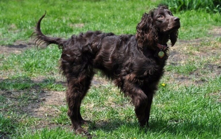 Boykin spaniel