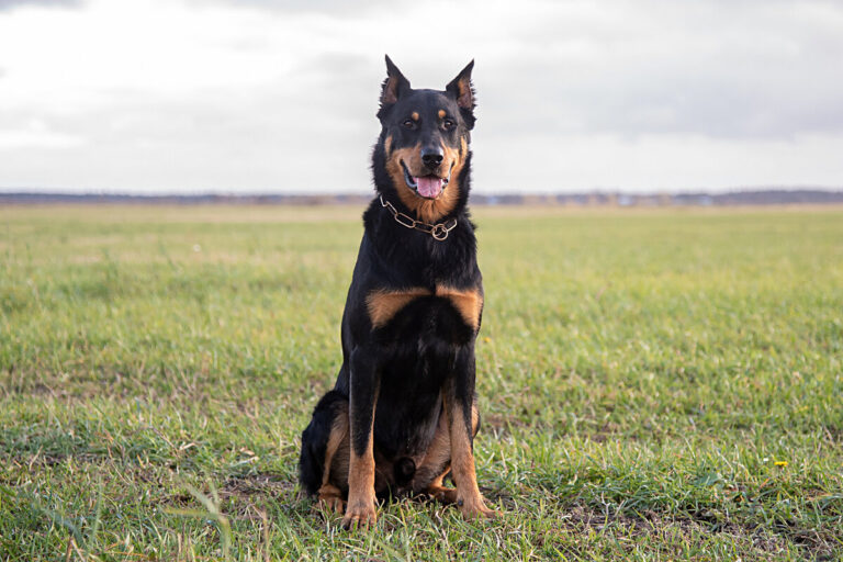 Beauceron