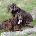 Boykin Spaniel