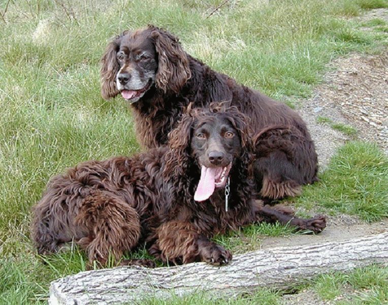 Boykin Spaniel close up face