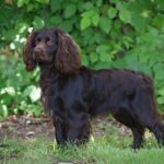Boykin Spaniel