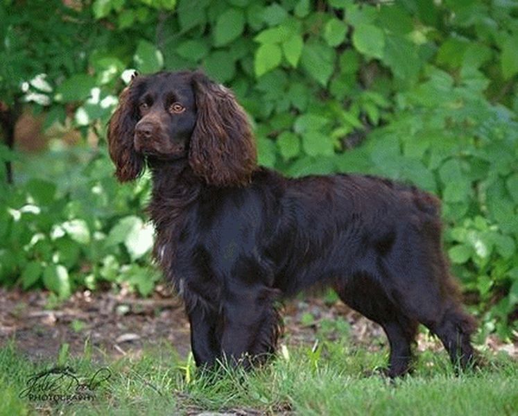 Boykin Spaniel profile view