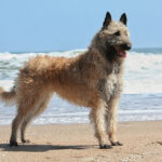 Laekenois (Belgian Shepherd)