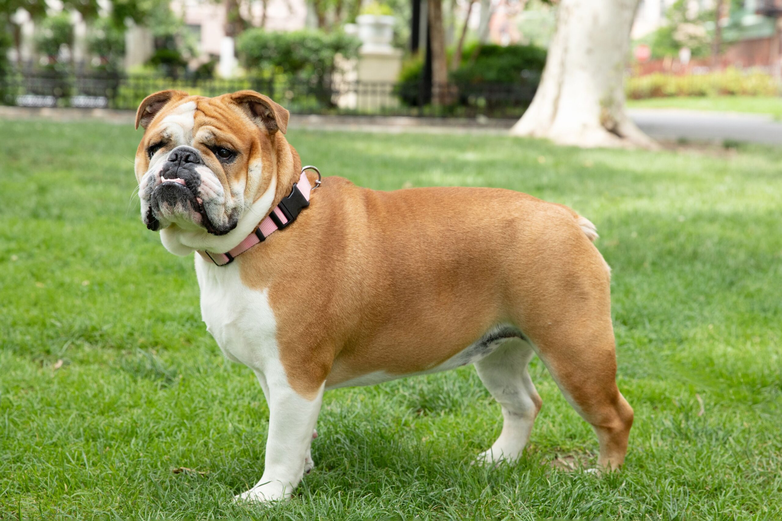 Buldog angielski