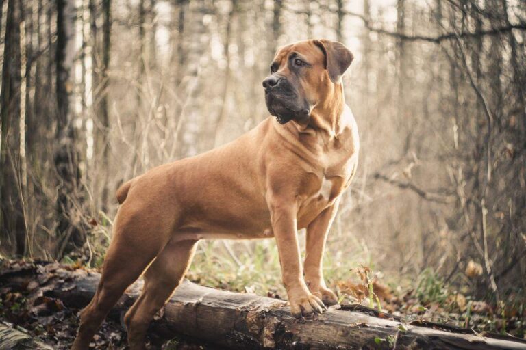 Boerboel