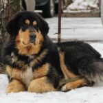 Buryat-Mongolian Wolfhound