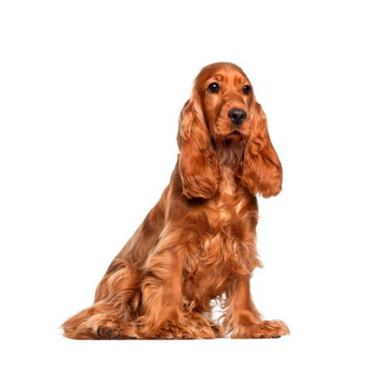 Cocker spaniel angielski