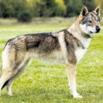 Perro Lobo de Saarloos