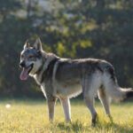 Chien-loup tchécoslovaque