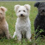 Pumi