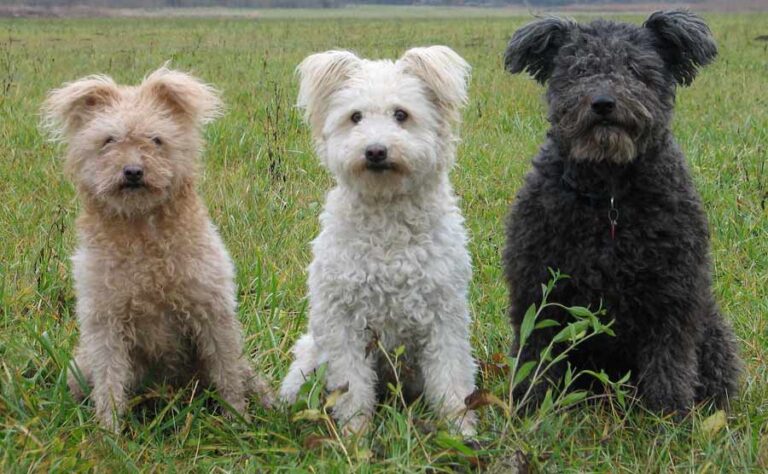 Pumi
