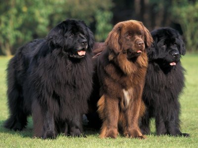 Câine Newfoundland maro