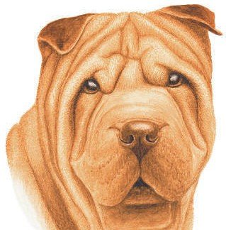 Chiot Shar Pei avec de nombreux plis