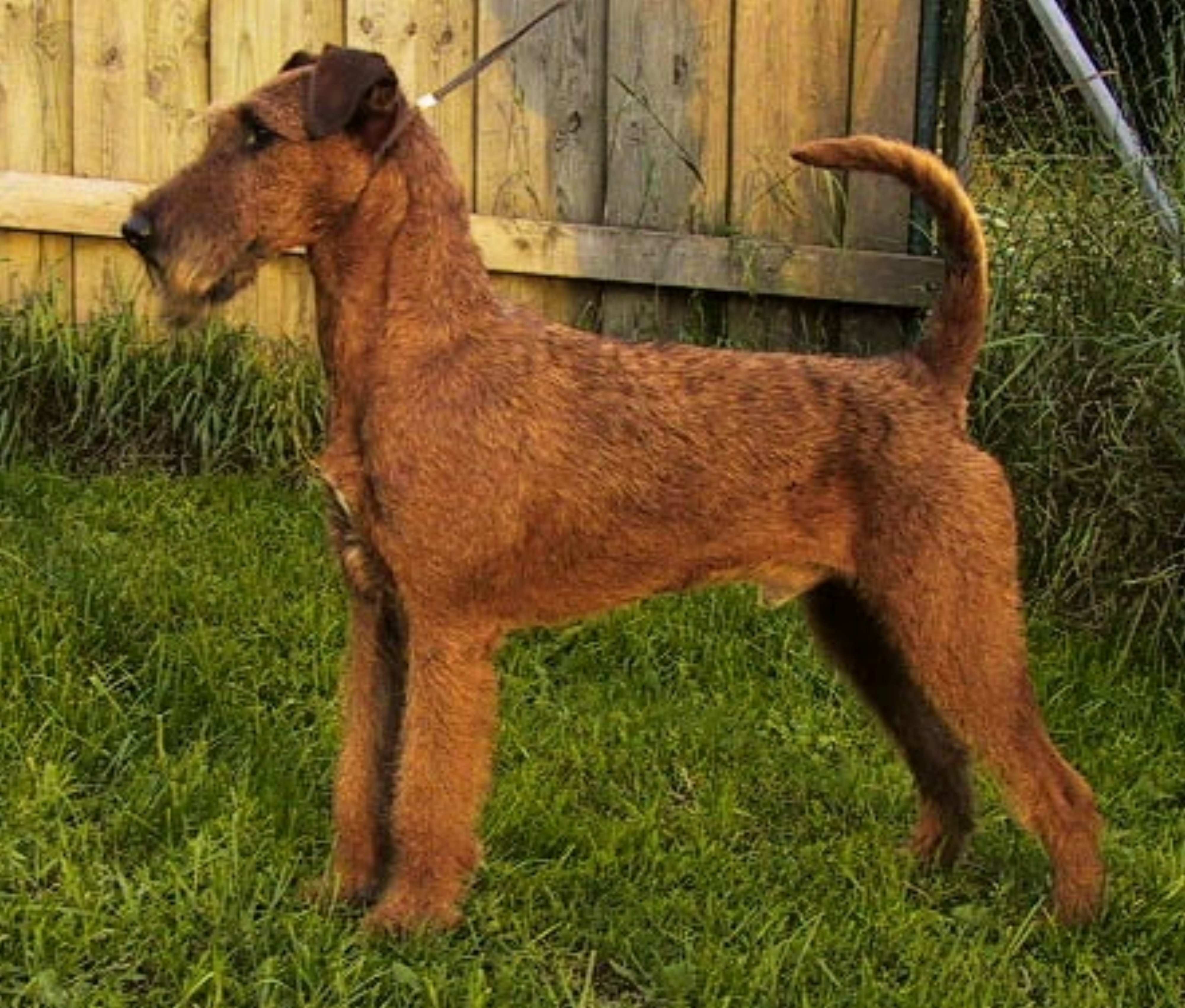 Irish Terrier — sylwetka i umaszczenie