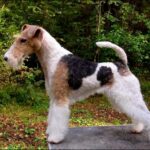 Rauhaariger Foxterrier