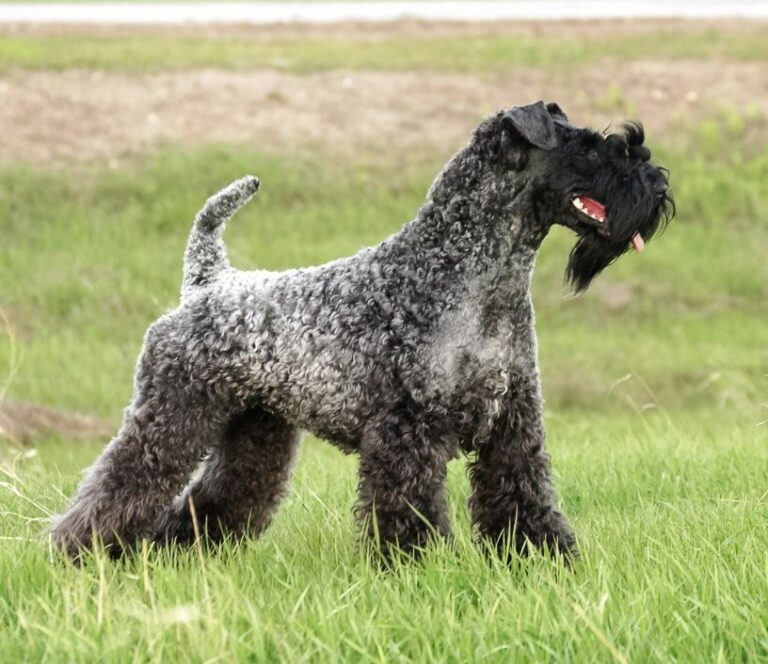 Kerry Blue Terrier