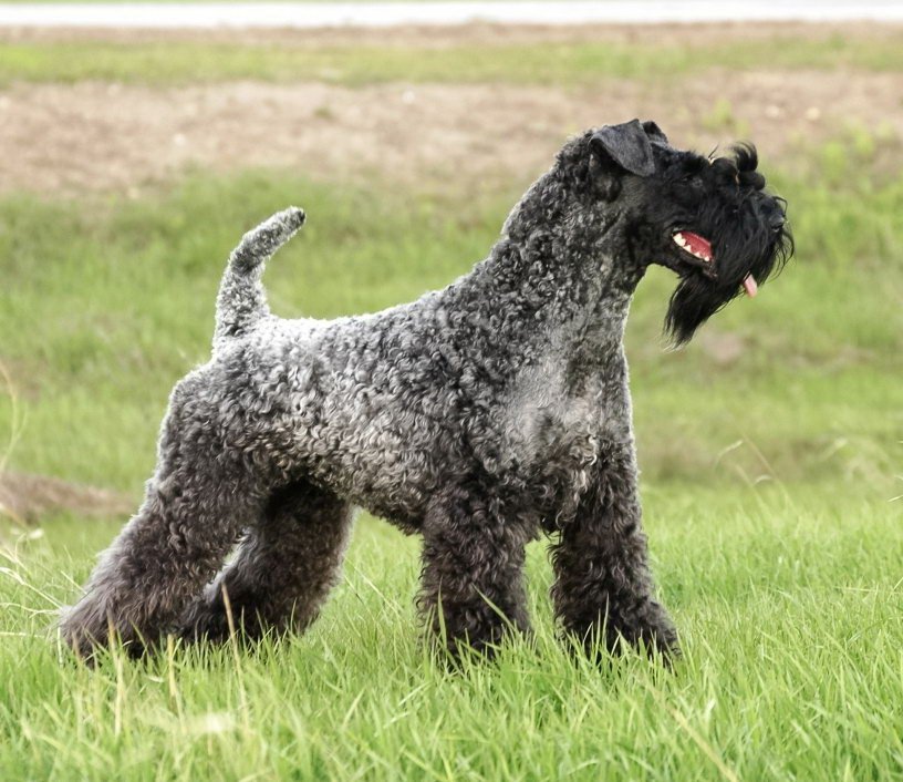 La couleur bleue du Kerry Blue Terrier