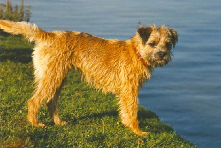 Border Terrier