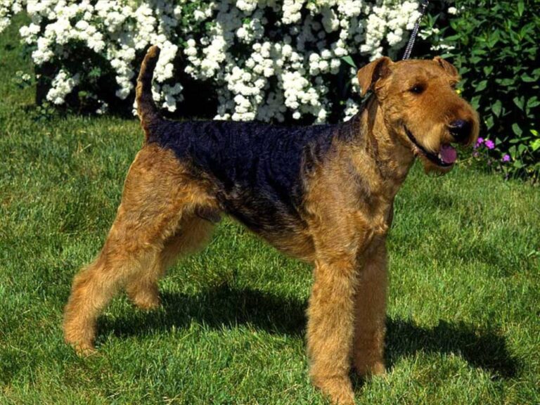 Airedale terier