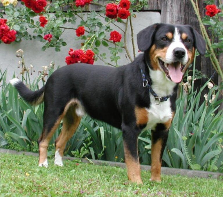 Entlebucher sennenhund
