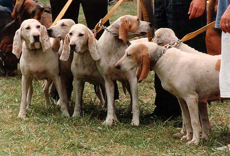 Retrato de um Cão de Porcelana