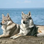 Chien-loup tchécoslovaque