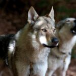 Chien-loup tchécoslovaque