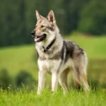 Chien-loup tchécoslovaque