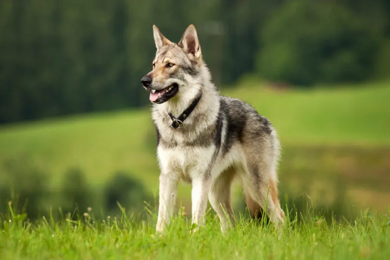 Perrito de lobo checoslovaco