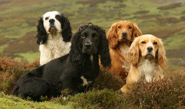 English Cocker Spaniel im Profil