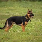 Berger Allemand à poil court