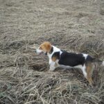 Anglo-Russian Hound
