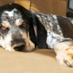 Bluetick Coonhound