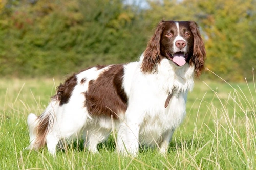 Primer plano de un Springer Spaniel Inglés feliz