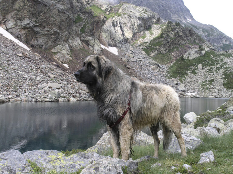 Léonberg