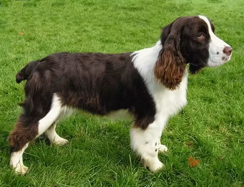 Springer Spaniel Inglés de cuerpo entero