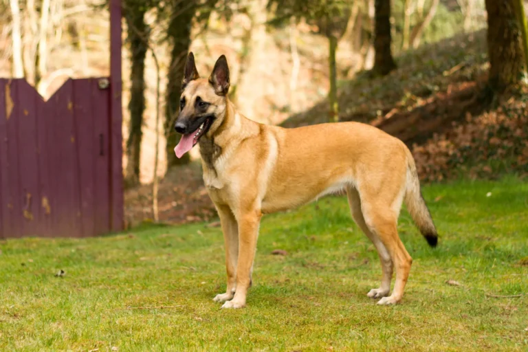 Malinois (owczarek belgijski)