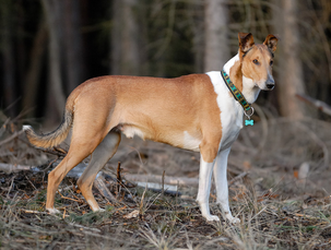 A tricolor Smooth Collie