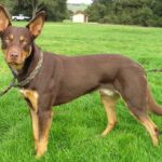 Kelpie Australien