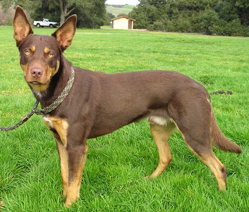 Un Kelpie Australien en train de jouer