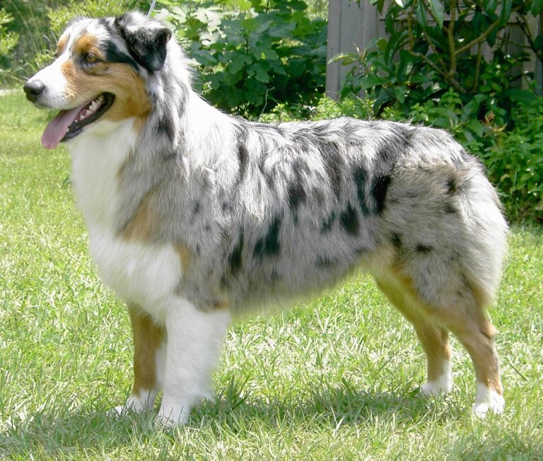 Owczarek australijski