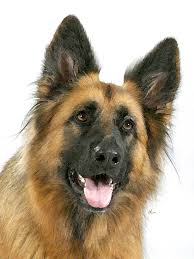 Long-Haired German Shepherd — photo 7
