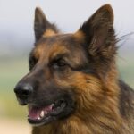 Ciobănescul German cu păr lung