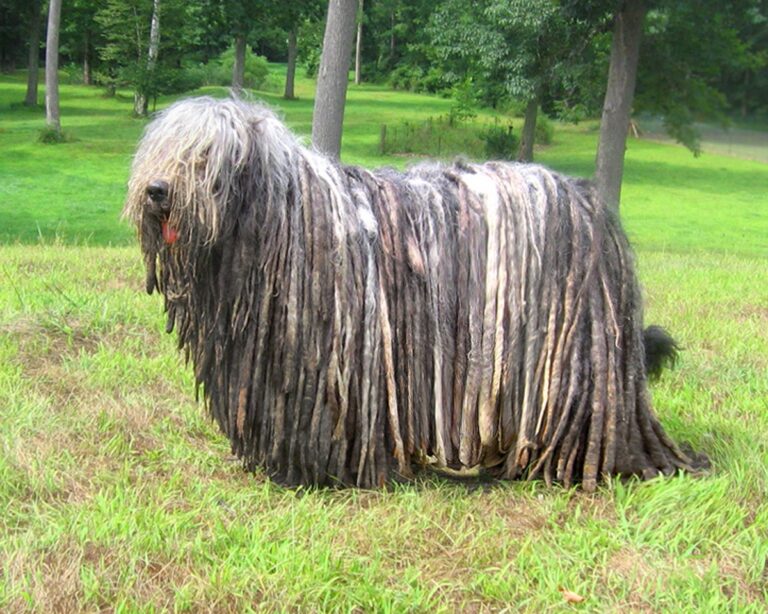 Ciobănescul de Bergamasco